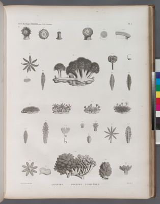Zoologie. Polypes. Actinies, Polypes tubifères.