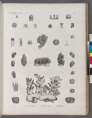 Zoologie. Polypes. Isaures libres, Isaures fixées, Nephthées.