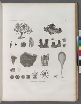 Zoologie. Polypes. Polypes corticaux.