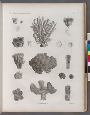 Zoologie. Polypes. Madrépores.