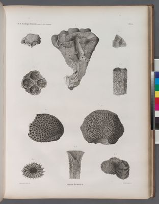 Zoologie. Polypes. Madrépores.