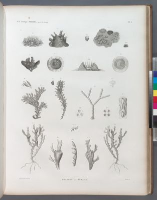 Zoologie. Polypes. Polypes à tuyaux.