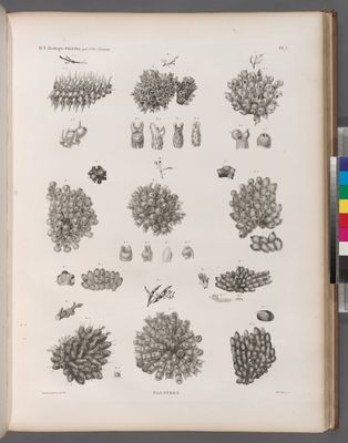Zoologie. Polypes. Flustres.