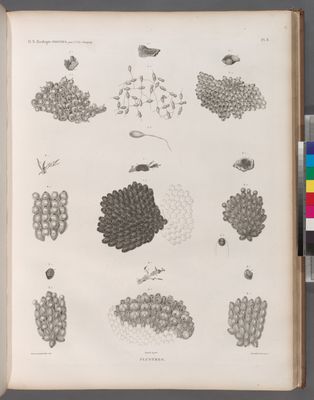 Zoologie. Polypes. Flustres.