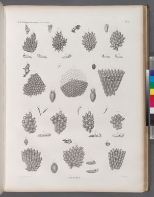 Zoologie. Polypes. Flustres.