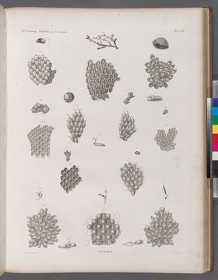 Zoologie. Polypes. Flustres.