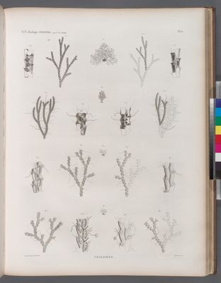 Zoologie. Polypes. Cellaires.