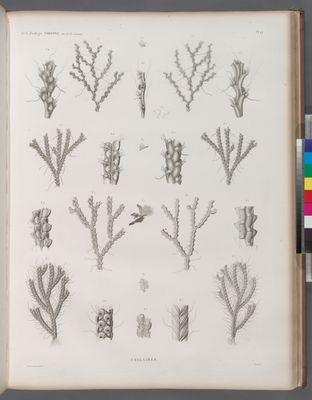 Zoologie. Polypes. Cellaires.