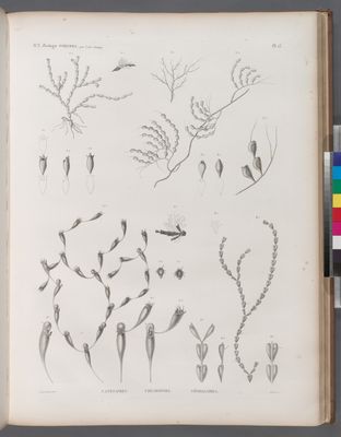 Zoologie. Polypes. Catenaires, Chlidonies, Gémellaires.