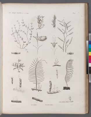 Zoologie. Polypes. Dyasmées, Plumulaires.
