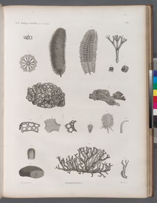 Zoologie. Algues. Hydrophytes.