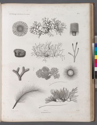 Zoologie. Algues. Hydrophytes.
