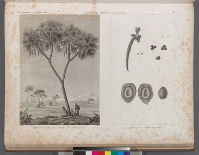 Botanique. Palmier Doum (Cucifera thebaïca). 1. VUe de palmier de la thébaïde appellé Doum; 2-6. Détails de la fructification.