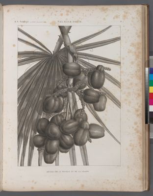Botanique. Palmier Doum [Cucifera thebaïca]. Détails de la feuille et de la grappe.