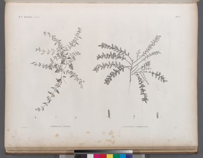 Botanique. 1. Boerhaavia [Boerhavia] repens; 2. Salicornia strobilacea.