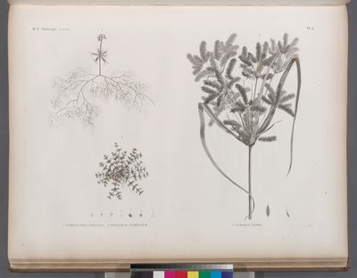 Botanique. 1. Utricularia inflexa; 2. Peplidium humifusum; 3. Cyperus dives.