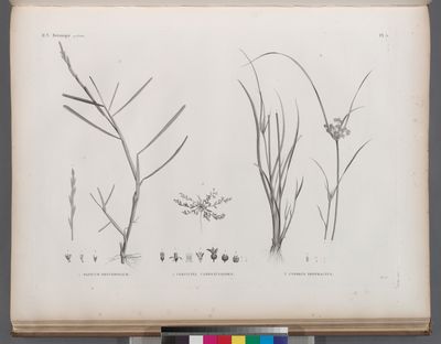 Botanique. 1. Panicum obtusifolium; 2. Cervicina campanuloides; 3. Cyperus protractus.