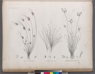 Botanique. 1. Isolepis uninodis; 2. Scirpus caducus; 3. Fimbristylis ferrugineum.