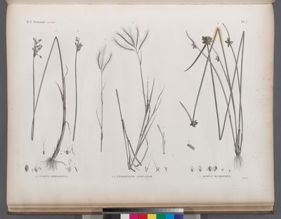 Botanique. 1.1'. Scirpus fimbrisetus; 2.2'. Andropogon annulatum; 3. Scirpus mucronatus.