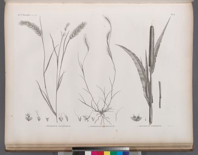 Botanique. 1. Pennisetum dichotomum; 2. Andropogon foveolatum; 3. Pennisetum typhoideum.