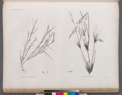 Botanique. 1. Crypsis alopecuroides; 2. Panicum turgidum.