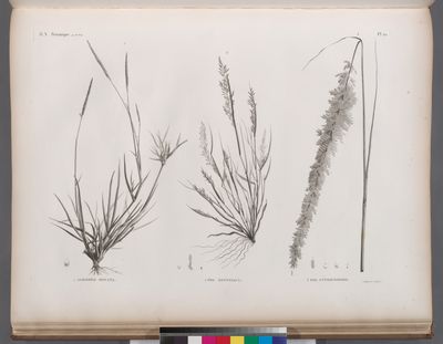 Botanique. 1. Agrostis spicata; 2. Poa ægyptiaca; 3. Poa cynosuroides.