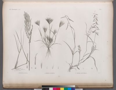Botanique. 1. Festusa fusca; 2. Bromus rubens; 3. Dinæba ægyptiaca.