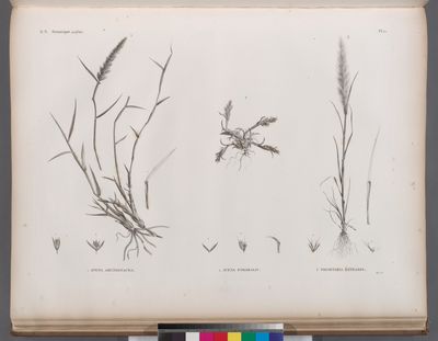 Botanique. 1. Avena arundinacea; 2. Avena forskalii; 3. Trisetaria linearis.
