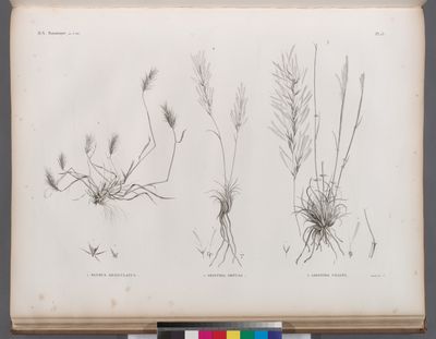 Botanique. 1. Elymus geniculatus; 2. Aristida obtusa; 3. Aristida ciliata.