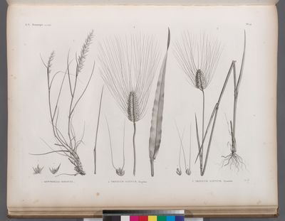 Botanique. 1. Rottbollia hirsuta; 2. Triticum sativum, turgidum; 3. Triticum sativum, pyramidale.