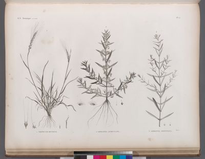 Botanique. 1. Triticum bicorne; 2. Ammannia auriculata; 3. Ammannia ægyptiaca.