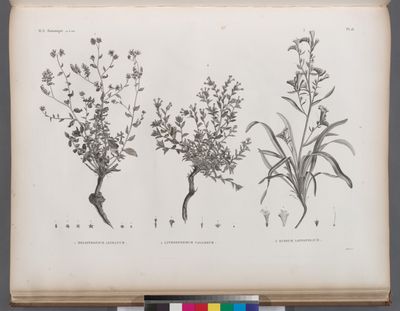 Botanique. 1. Heliotropium lineatum; 2. Lithospermum callosum; 3. Echium longifolium.