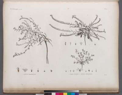Botanique. 1. Echium prostratum; 2. Echium setosum; 3. Anchusa spinocarpos.
