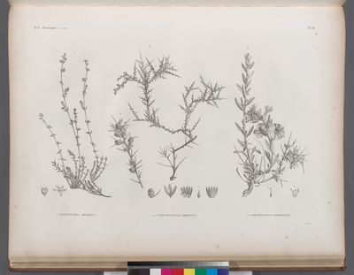 Botanique. 1. Paronychia arabica; 2.2'. Convolvulus armatus; 3. Convolvulus forskalii.