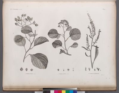 Botanique. 1. Cordia myxa, en fruit; 2. Cordia myxa, en fleur; 3. Echium rawolfii.