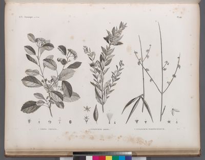 Botanique. 1. Cordia crenata; 2. Cynanchum argel; 3. Cynanchum pyrotechnicum.