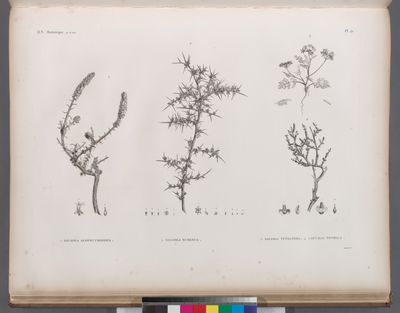 Botanique. 1. Salsola alopecuroides; 2. Salsola echinus; 3. Salsola tetrandra; 4. Caucalis tenella.