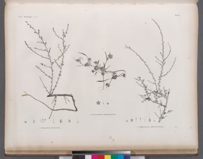 Botanique. 1. Traganum nudatum; 2. Buplevrum proliferum; 3. Cornulaca monacantha.