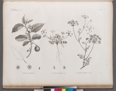 Botanique. 1. Solanum coagulans; 2. Caucalis glabra, var. minor; 3. Caucalis glabra, var. major.
