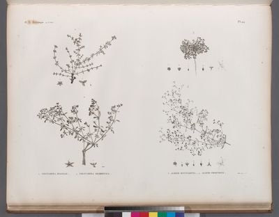 Botanique. 1. Polycarpea fragilis; 2. Polycarpea memphitica; 3. Alsine succulenta; 4. Alsine prostrata.