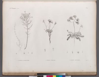 Botanique. 1.1'. Lancretia suffruticosa; 2. Statice tubiflora; 3. Statice ægyptiaca.