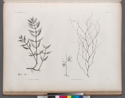 Botanique. 1.Elatine luxurians; 2.2'. Sodada decidua.