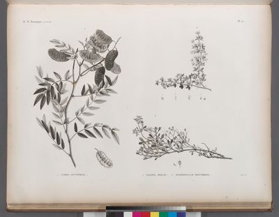 Botanique. 1. Cassia acutifolia; 2. Fagonia mollis; 3. Zygophyllum decumbens.