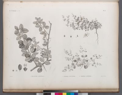 Botanique. 1. Balanites ægyptiaca; 2. Fagonia glutinosa; 3. Fagonia latifolia.