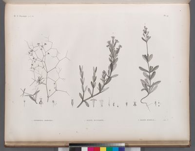 Botanique. 1. Gypsophila rokejeka; 2. Silene succulenta; 3. Silene rubella.