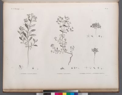 Botanique. 1. Euphorbia calendulæfolia; 2. Euphorbia alexandrina; 3. Euphorbia punctata; 4. Euphorbia parvula.