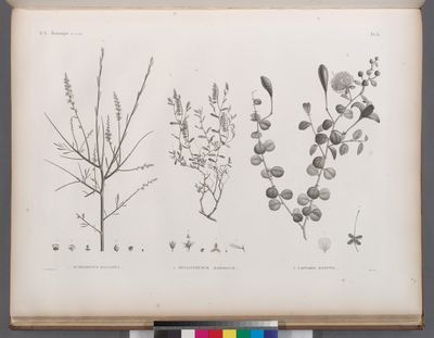 Botanique. 1. Ochradenus baccatus; 2. Helianthemum kahiricum; 3. Capparis ægyptia.