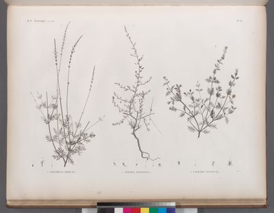 Botanique. 1. Lavandula stricta; 2. Linaria ægyptiaca; 3. Capraria dissecta.