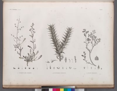 Botanique. 1.1'. Scrophularia deserti; 2. Acanthodium spicatum; 3. Sinapis philæana.