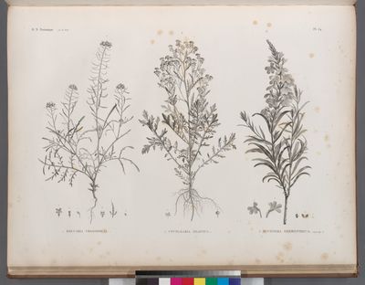 Botanique. 1. Erucaria crassifolia; 2. Cochlearia nilotica; 3. Buchnera hermonthica.
